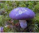 Синий гриб