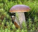 Большой гриб