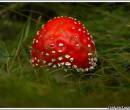 Красный гриб