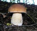 Белый гриб на фотографии