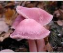 Виды грибов фото