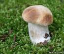Белый гриб на поляне