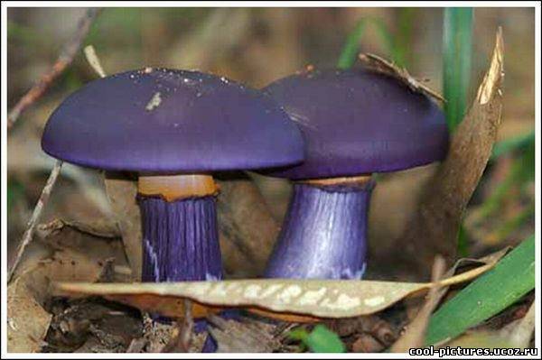 Синие грибы с синими ножками
