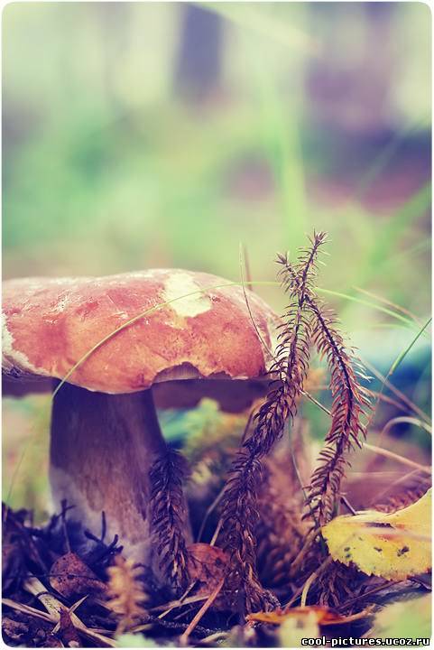 Фото грибов в лесу
