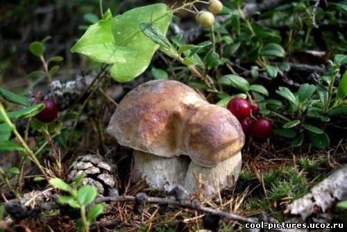 Mushrooms photo