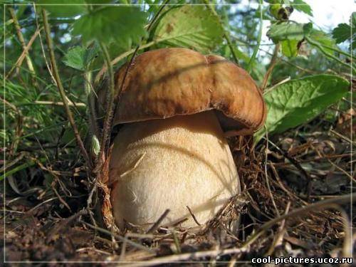 Украшение природы грибы