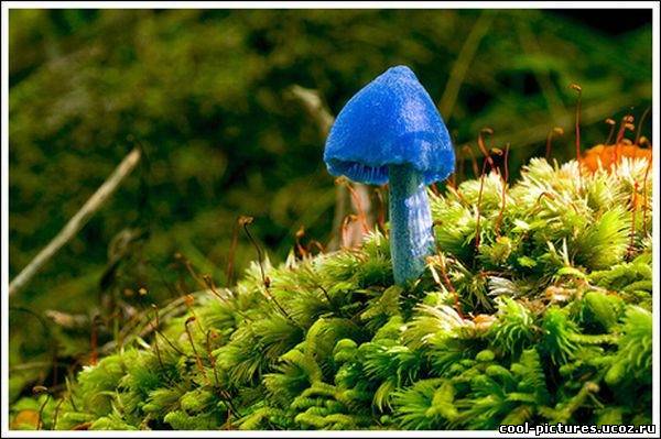 Прикольный синий гриб