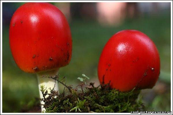 Mushrooms Photo