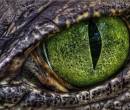 Глаз дракона фото