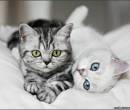 Белая и серая кошки