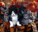 Картинки кошек и котят