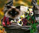 Фото сиамской кошки с цветами
