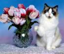 Кошка и цветы