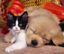 Красивая картинка кошка и собака