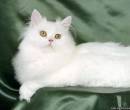 Белая кошка на фото