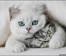 Кошка и котенок красивое фото