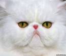 Большая белая кошка