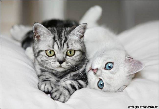 Белая и серая кошки