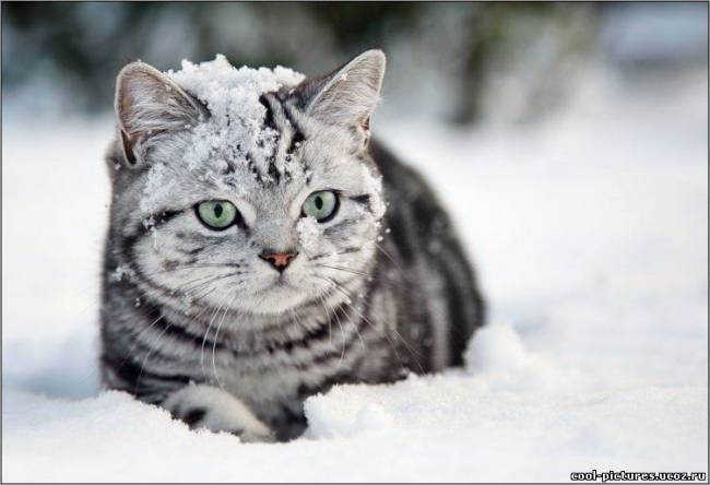 Кошка на снегу