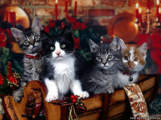 Картинки кошек и котят
