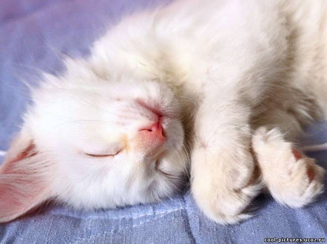 Спящая кошка фото