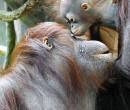 Маленький шимпанзе с мамой