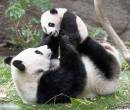 Маленький детеныш панды с мамой