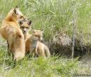 Маленькие лисички
