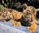 Красивые картинки тигрят