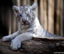 Белый тигренок на фото