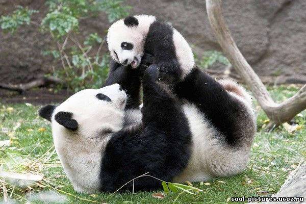 Маленький детеныш панды с мамой