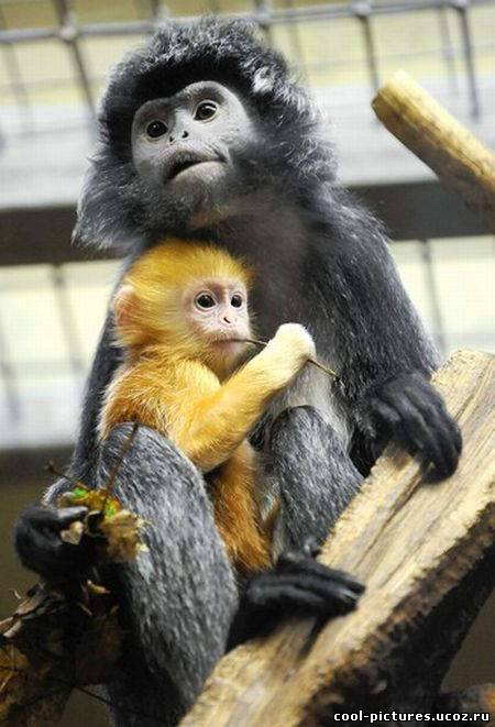 Желтая обезьяна и ее мама