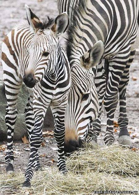 Большая мама зебра и детеныш зебры