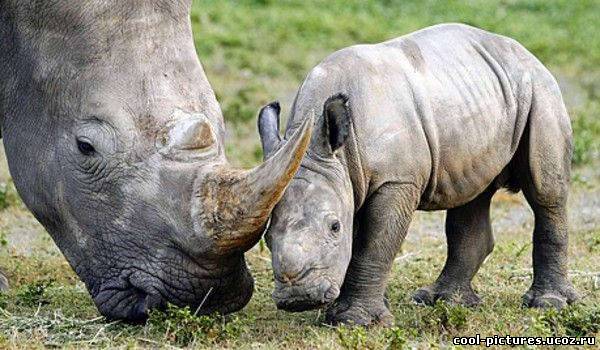 Маленький детеныш носорога