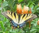 Насекомые бабочки на природе