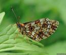 Красивые крылья бабочки