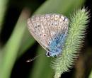 Голубая бабочка на фото