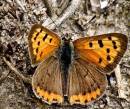Большая бабочка с красивыми крыльями