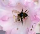 Пчелы и цветы фото