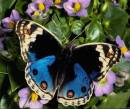 Красивая бабочка на фоне цветов