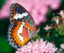 Фото бабочки сидящей на цветке