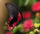 Бабочка темного с красным цветом
