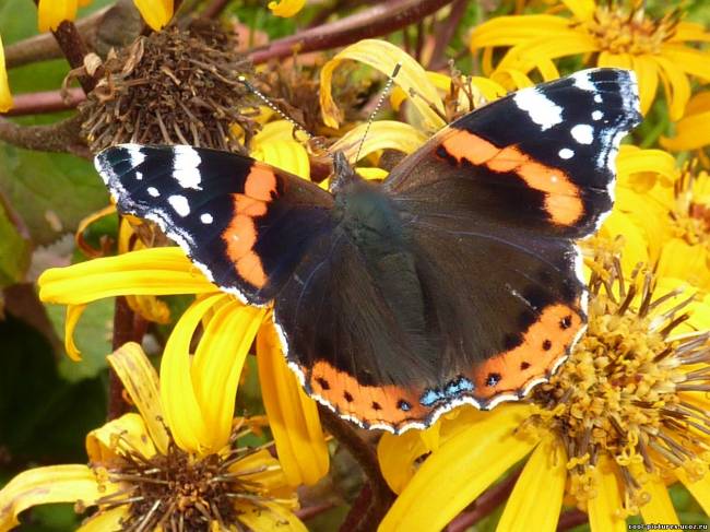 Бабочка на фоне цветов