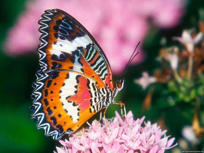 Фото бабочки сидящей на цветке