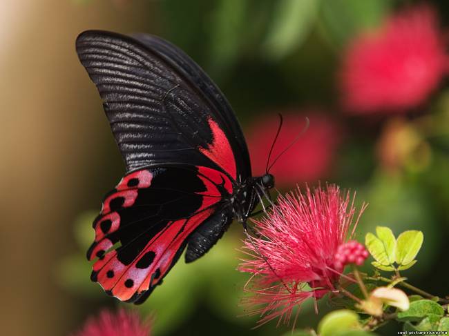 Бабочка темного с красным цветом