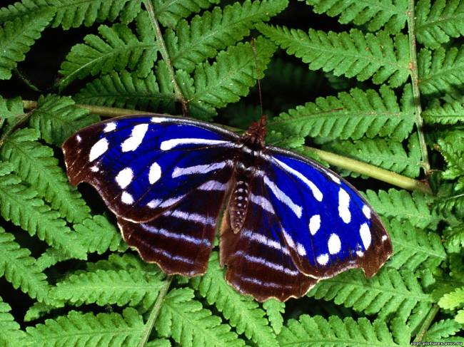 Бабочка темно-синяя