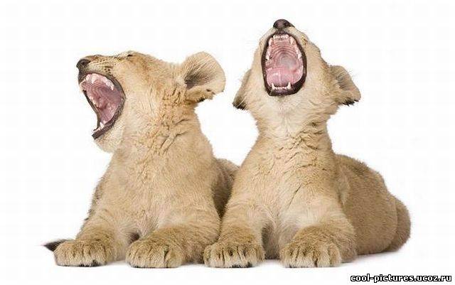 Два маленьких тигренка