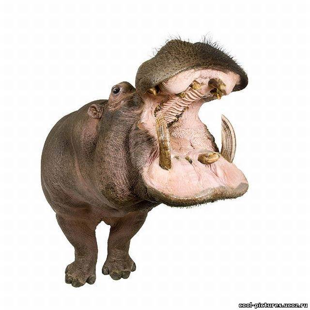 Пасть бегемота