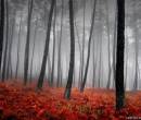 Деревья и красные листья