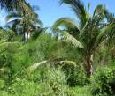 Фото пальмовые деревья